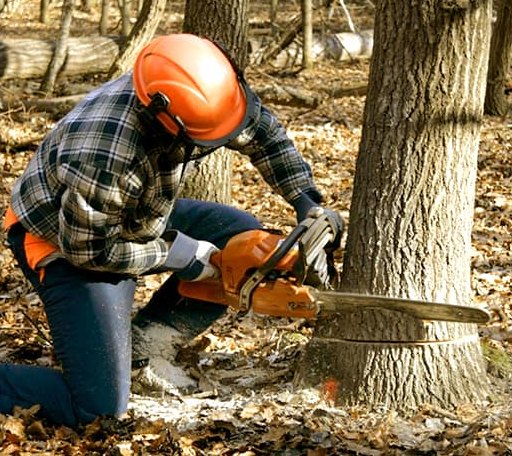 Arborist assessing tree health in Arkansas